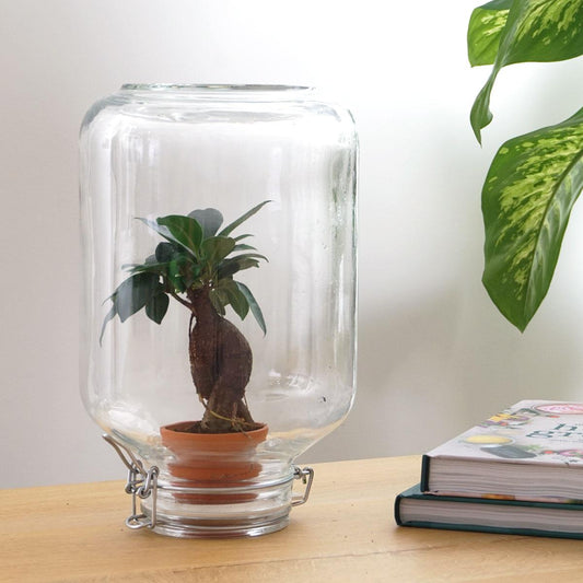 Flaschengarten Easyplant – Terrarium mit Ficus Ginseng Bonsai – Selbstbewässernde Zimmerpflanze im italienischen Einmachglas – Pflegeleicht & Nachhaltig 