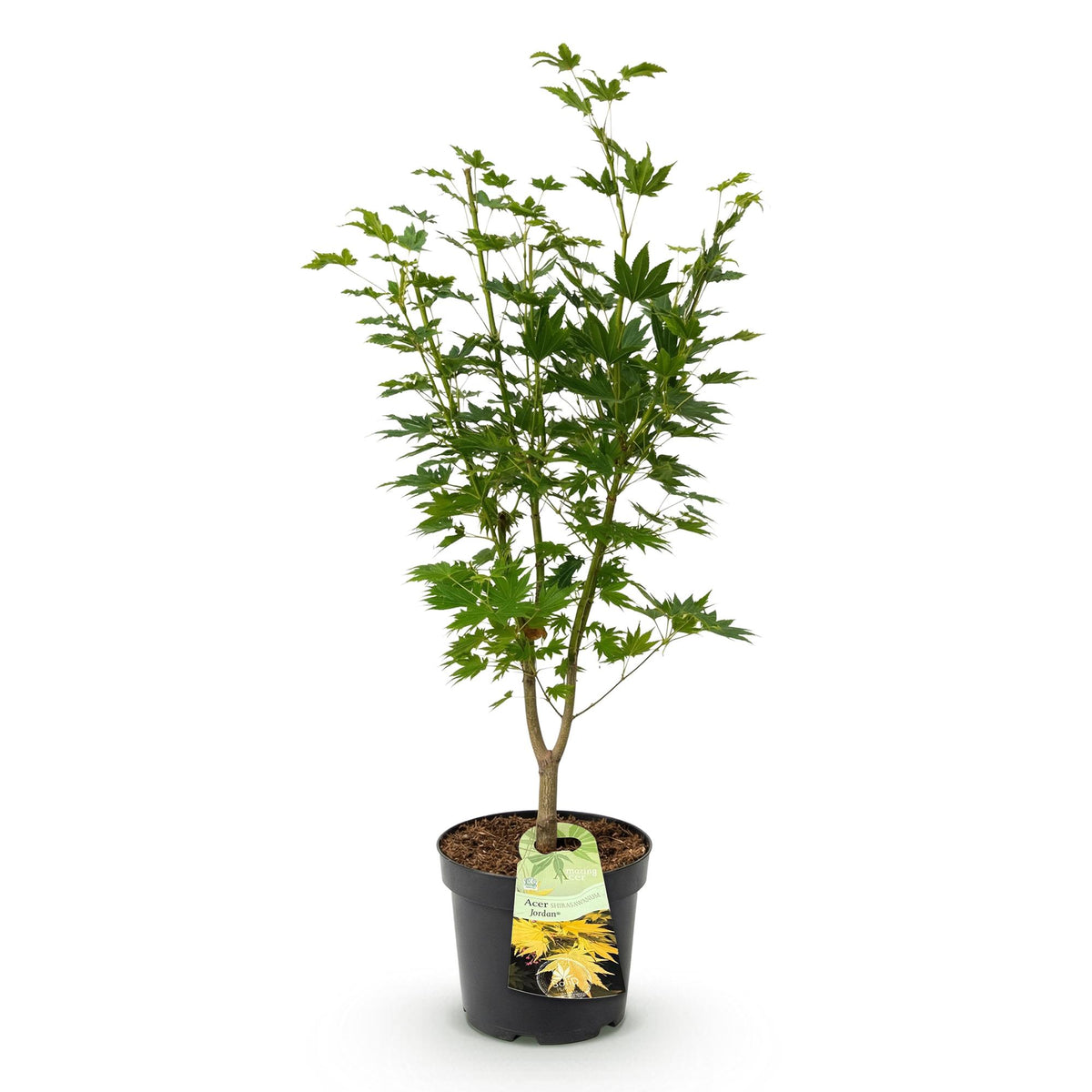 Green boutiQ - Gartenpflanze - Acer palmatum Jordan - Japanischer Ahorn - Laubabwerfend - Gelb - 1 - Topf 26cm - Höhe 90cm 