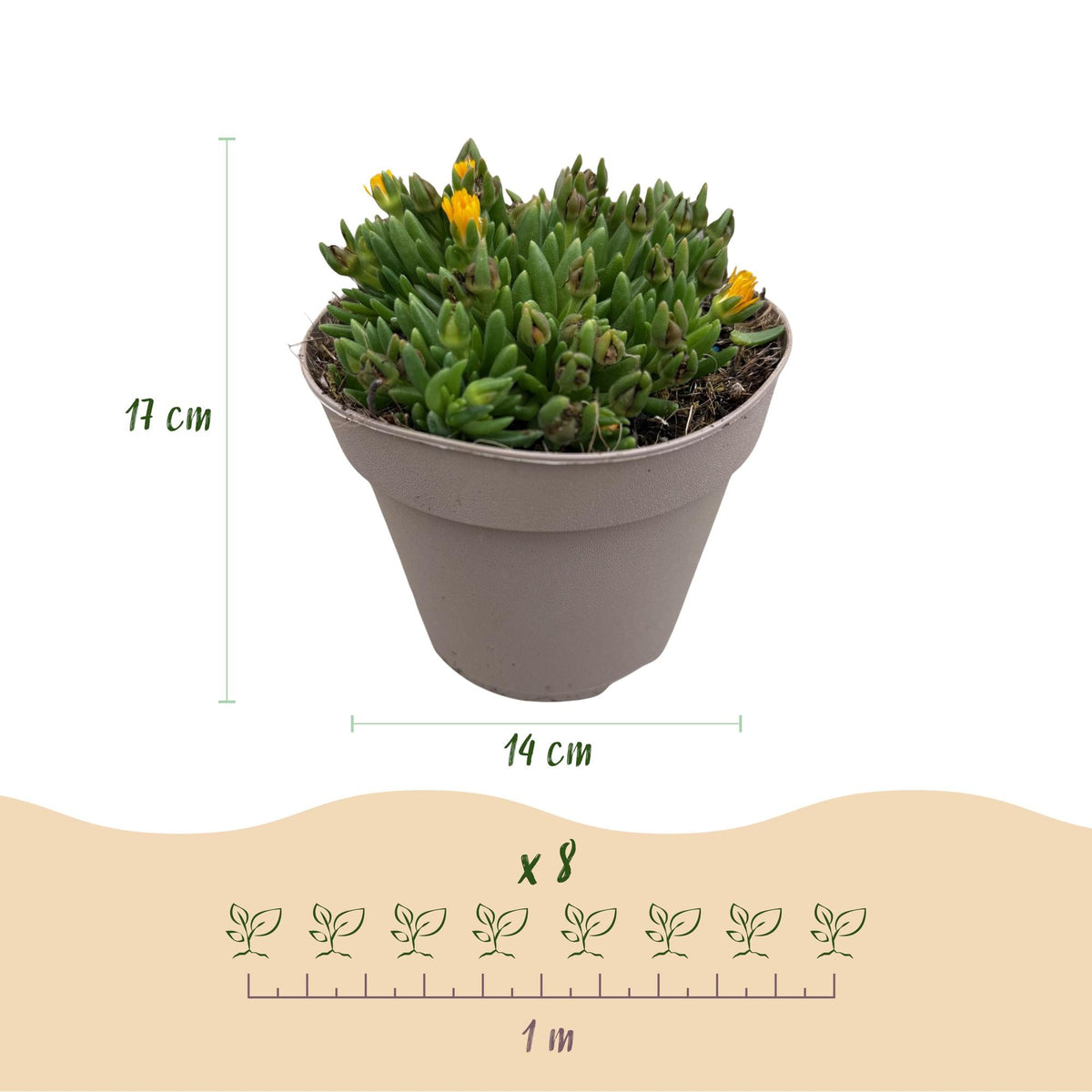 Delosperma Mix – 4 winterharte Bodendeckerpflanzen – Farben Rot, Gelb, Lila & Rosa – Ansicht 12