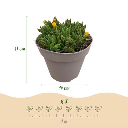Delosperma Mix – 4 winterharte Bodendeckerpflanzen – Farben Rot, Gelb, Lila & Rosa – Ansicht 12