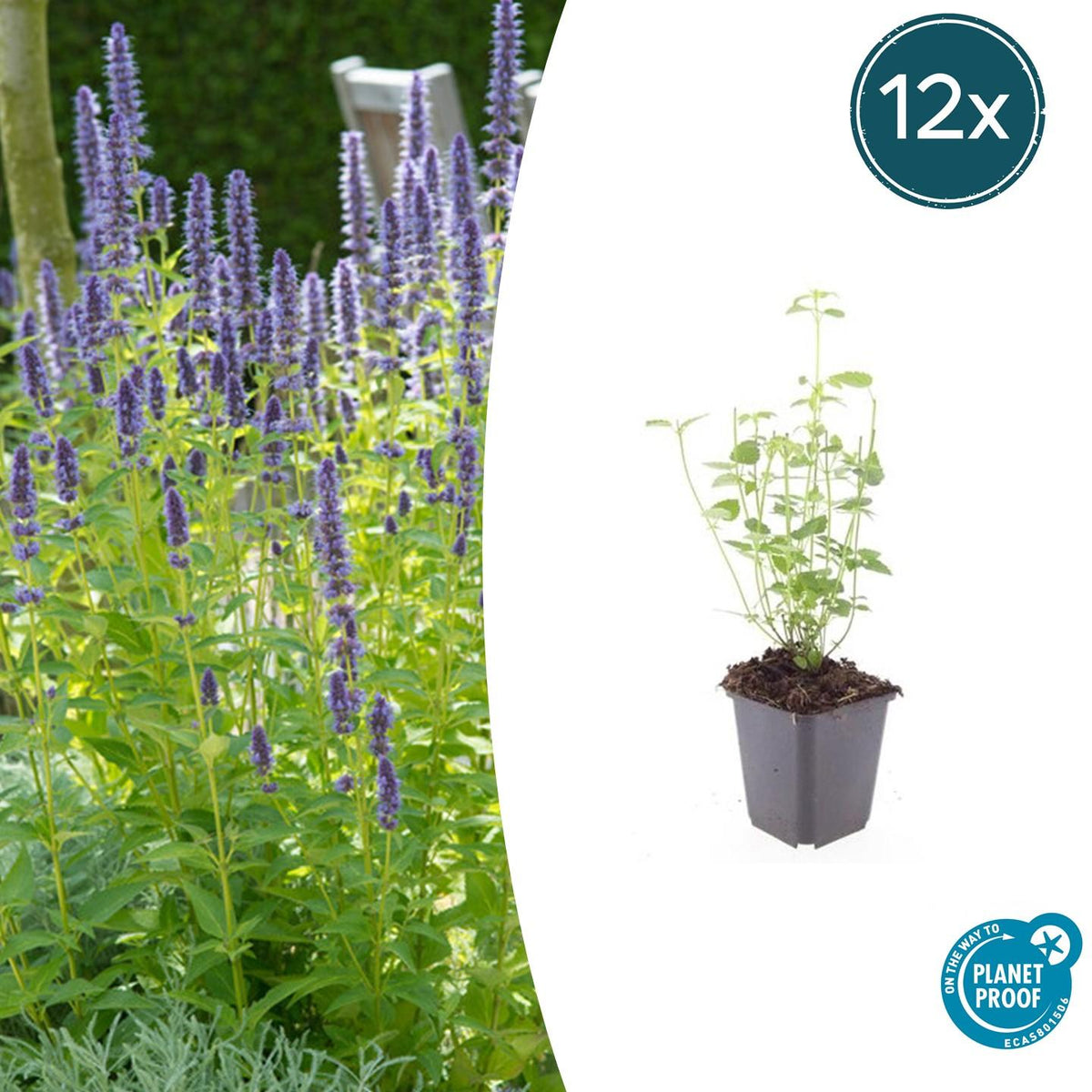 Asiatische Duftnessel Agastache 'Black Adder' – 6 Pflanzen – Staude mit dunkelvioletten Blüten – Ø9cm – Blütezeit Sommer bis 