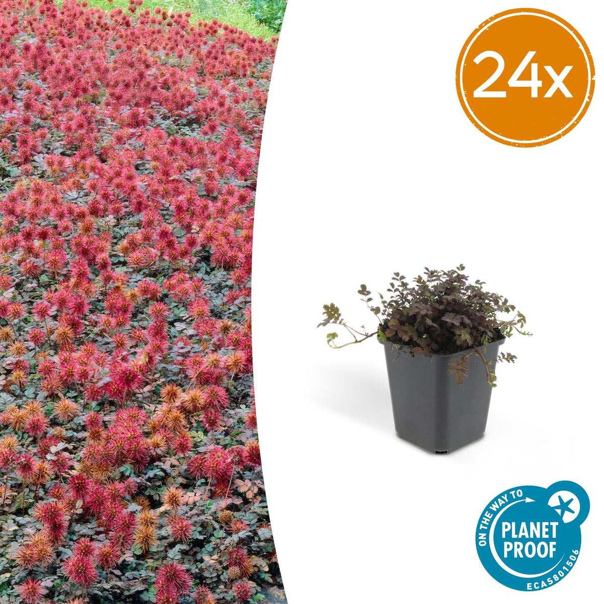 Acaena microphylla 'Kupferteppich' – Bodendecker Ø9cm – Höhe 10-25cm – Flachwachsende, pflegeleichte Pflanze – Für Garten, Steingarten & Wege – 24 Pflanzen 
