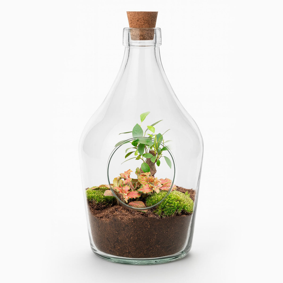 Offener Flaschengarten „John“ 30cm – Bonsai & Ruby Lime Fittonia – Glasflaschenterrarium mit Moos – Natürliches Mini-Ökosystem – Dekoratives Geschenkset mit Start-Kit & Pflanzen 