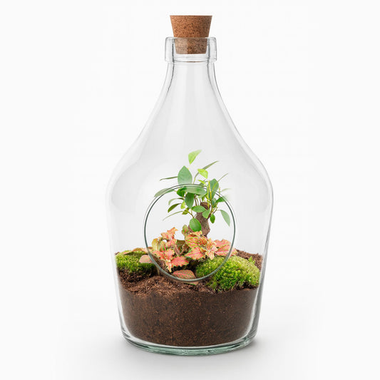 Offener Flaschengarten „John“ 30cm – Bonsai & Ruby Lime Fittonia – Glasflaschenterrarium mit Moos – Natürliches Mini-Ökosystem – Dekoratives Geschenkset mit Start-Kit & Pflanzen 