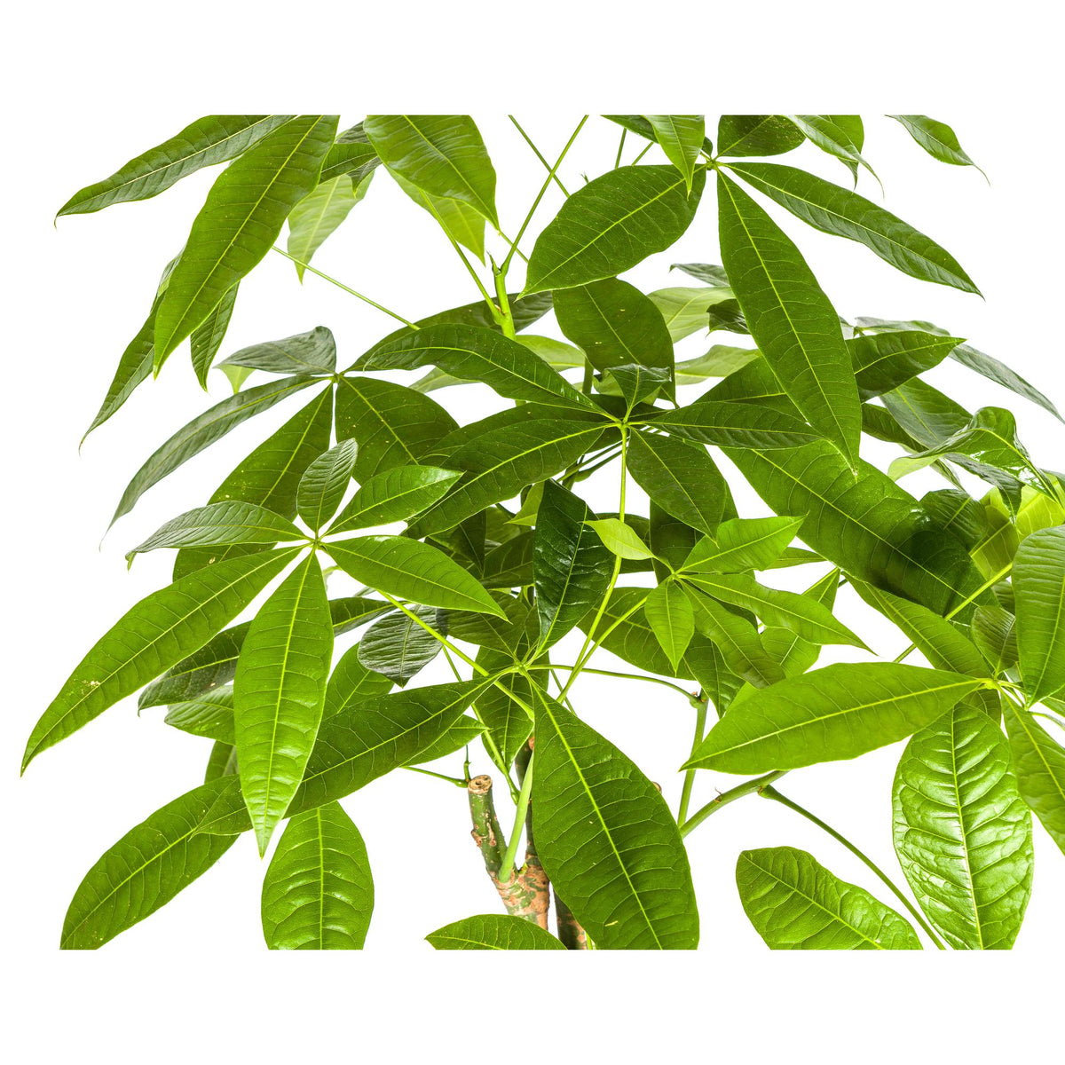 Pachira Aquatica mit Korb Ø21cm - ↕90 - 110cm 