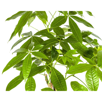 Pachira Aquatica mit Korb Ø21cm - ↕90 - 110cm 