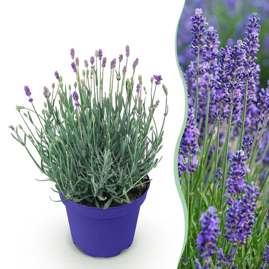 Green boutiQ - Gartenpflanze - Lavandula angustifolia Hidcote - Lavendel - Winterhart - Lila - 1 Pflanze - Topf 12cm - Höhe 15-25cm 