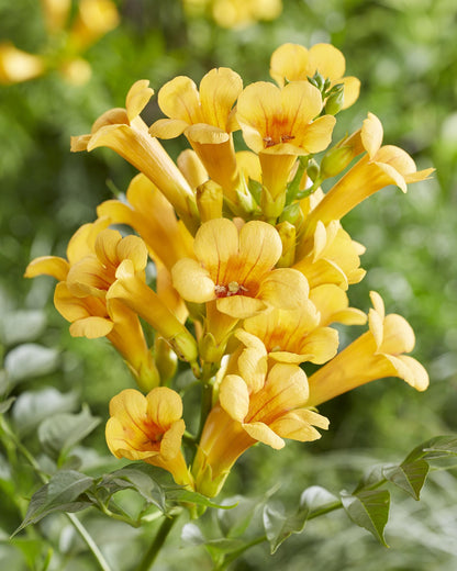 Trompetenblume Gelb - Campsis Summer Jazz 'Gold Trumpet' - Ø15cm - ↕65cm 