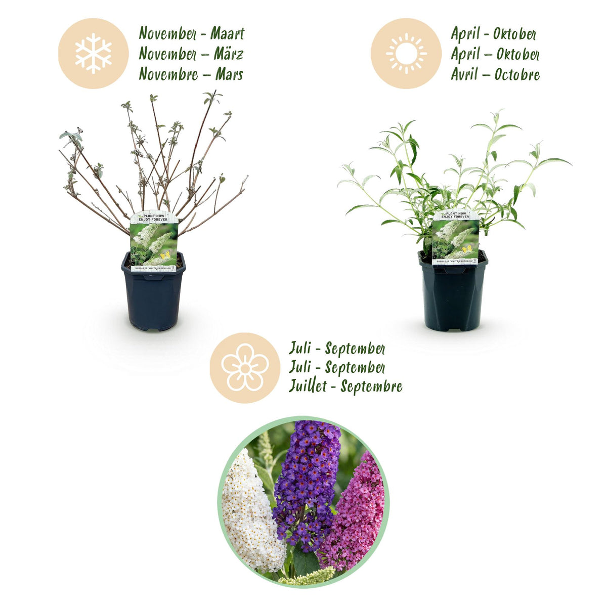 Green boutiQ - Garden Plant - Buddleja davidii Tricolour - Butterfly Bush - Hardy - Blue - Pink - White - 3 Plants - Pot 17cm - Height 45cm 