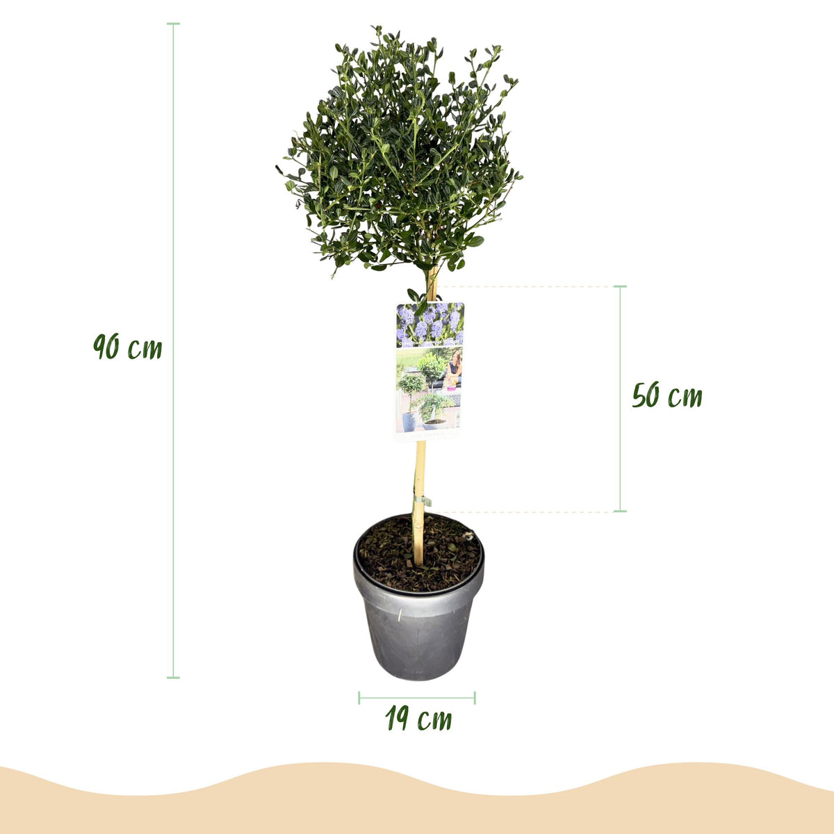 Säckelblume Ceanothus impressus Victoria Ø19cm Höhe90cm – Immergrüne Terrassenpflanze mit lila Blüten – Winterharter Zierstrauch für Balkon & Garten 