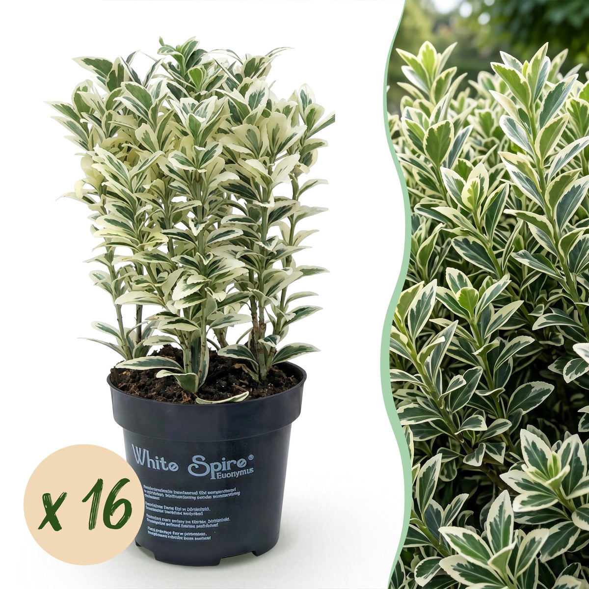 Japanische Stechpalme 'Convexa' – Ilex crenata 'Convexa' – 16 Heckenpflanzen – Topf Ø9cm – Höhe 20-30cm