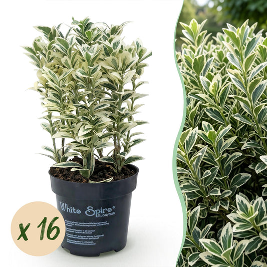 Japanische Stechpalme 'Convexa' – Ilex crenata 'Convexa' – 16 Heckenpflanzen – Topf Ø9cm – Höhe 20-30cm