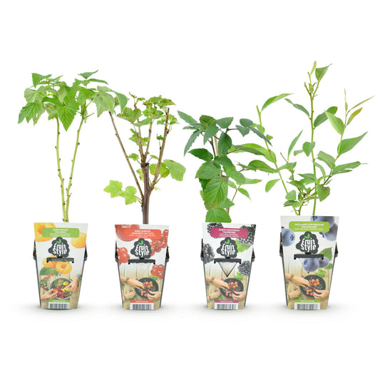 Obstpflanzen Set winterhart 4 Pflanzen Ø9cm Höhe30cm – Rote Johannisbeere Gelbe Himbeere Schwarze Brombeere Blaubeere – Für Garten Balkon & Terrasse 
