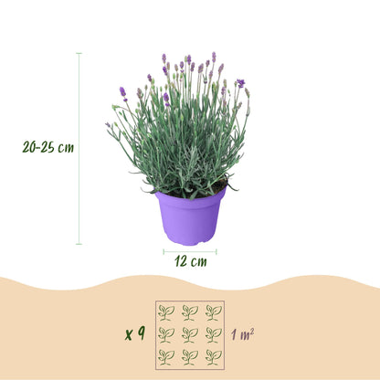 GreenboutiQ - Gartenpflanze - Lavandula angustifolia Munstead - Lavendel - Winterhart - Lila - 18 Pflanzen - Topf 12cm - Höhe 15-25cm 