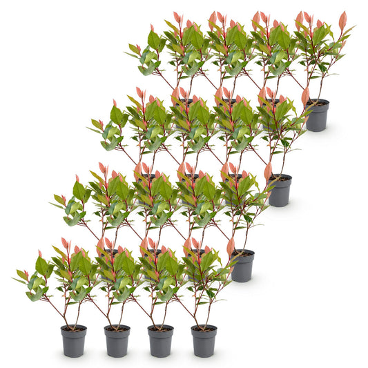 Glanzmispel 'Little Red Robin' – Photinia fraseri 'Little Red Robin' – 16 Heckenpflanzen – Topf Ø9cm – Ansicht 2