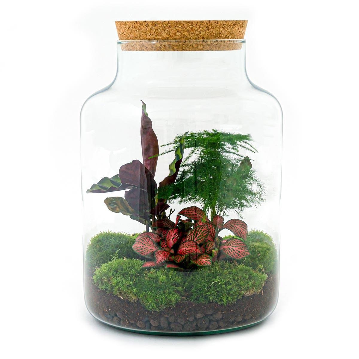 Flaschengarten Milky – DIY Bausatz Terrarium – ↕30cm – Do-It-Yourself Pflanzen-Set im Glas mit Korkdeckel – Autarkes Mini-Ökosystem – Inkl. Calathea, Fittonia, Spargel & Moos – Für Zuhause & Büro 