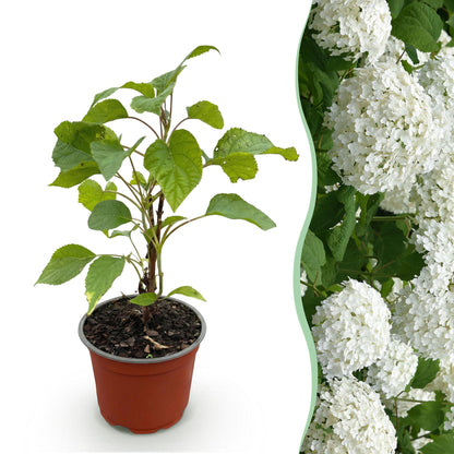 Green boutiQ - Gartenpflanze - Hydrangea arborescens Annabelle - Hortensie - Winterhart - Weiß - 1 Pflanze - Topf 12cm - Höhe 20-30cm 