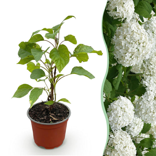 Green boutiQ - Gartenpflanze - Hydrangea arborescens Annabelle - Hortensie - Winterhart - Weiß - 1 Pflanze - Topf 12cm - Höhe 20-30cm 