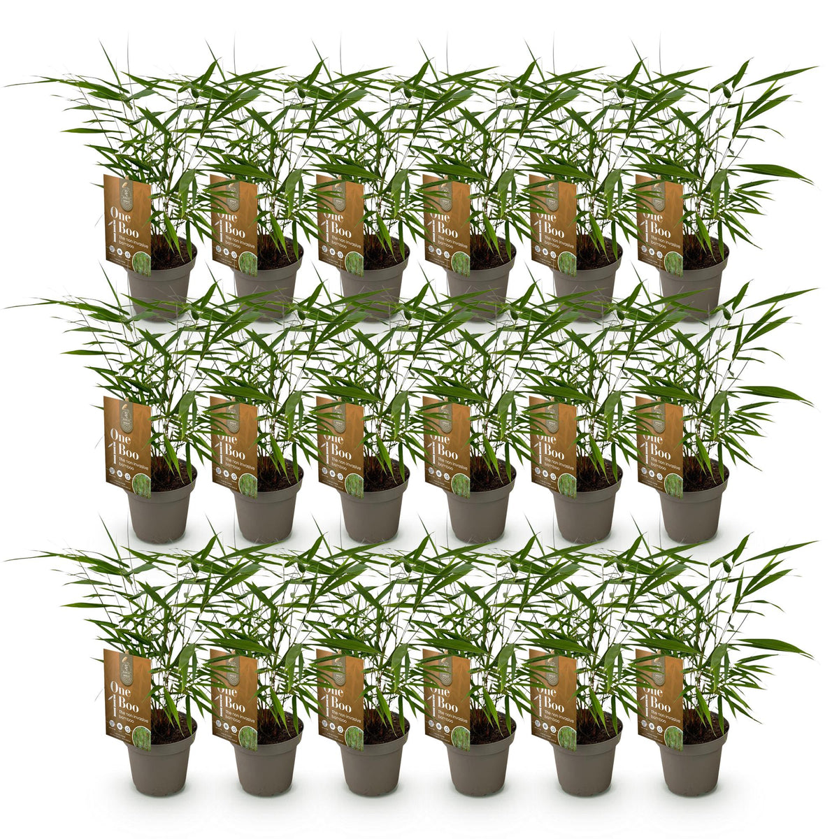 Bambus Fargesia Asian Wonder nicht wuchernder immergrüner Gartenbambus, grüne Sichtschutz Pflanzen, Ø14cm, 35cm hoch 