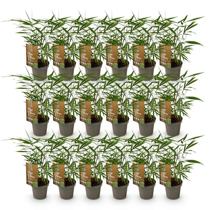 Bambus Fargesia Asian Wonder nicht wuchernder immergrüner Gartenbambus, grüne Sichtschutz Pflanzen, Ø14cm, 35cm hoch 