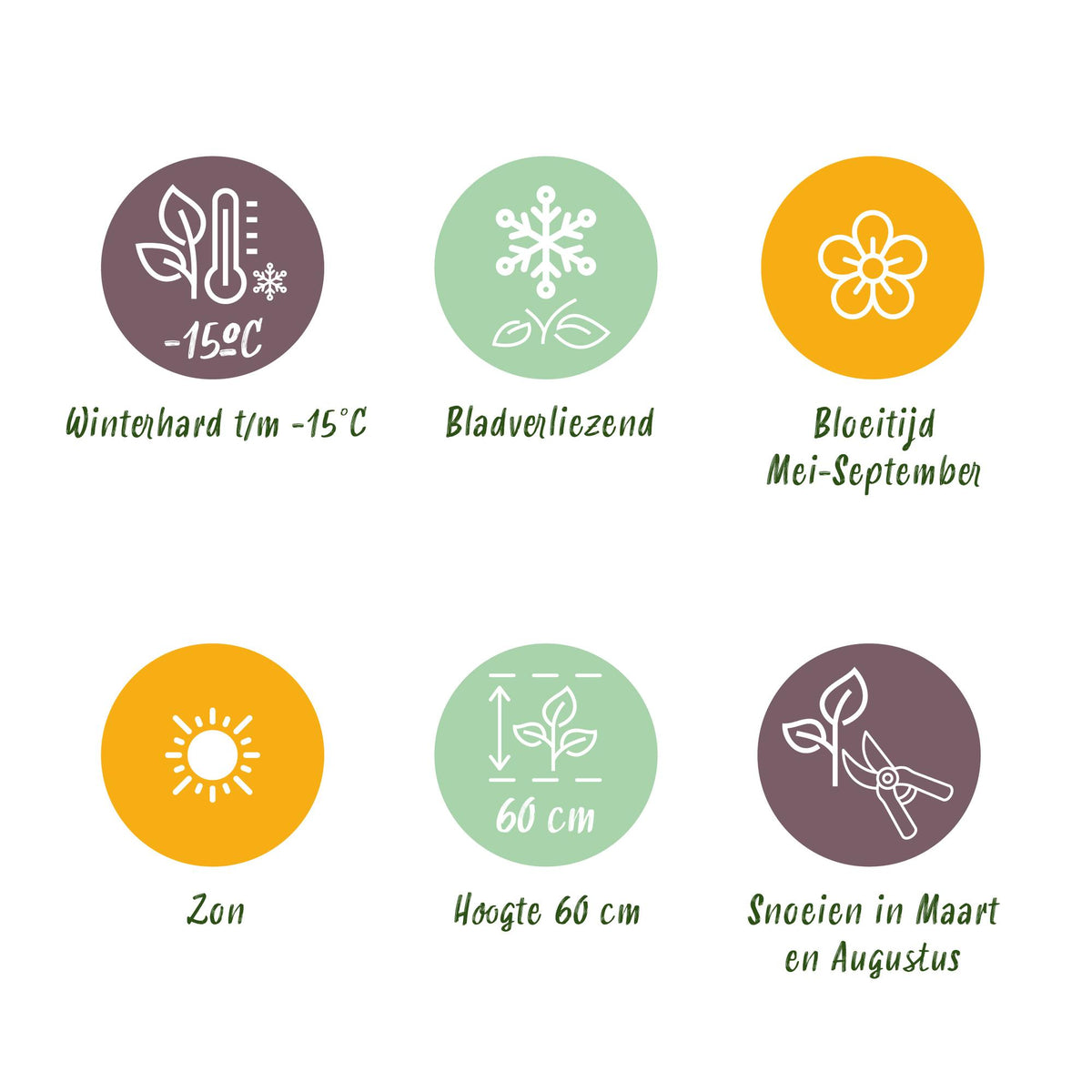 Lavendel 'Tricolour' – Lavandula 'Tricolour' – 6 Pflanzen – Topf Ø11cm – Ansicht 13