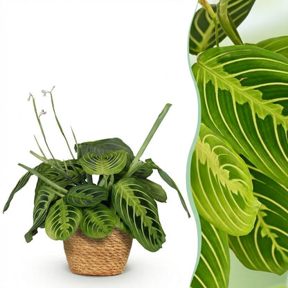 Green boutiQ - Zimmerpflanze - Maranta Fascinator Lemon Lime - Gebetspflanze - Haustierfreundliche Pflanze - Grün - 1 Pflanze - mit Korb - Topf 12cm - Höhe 25cm 