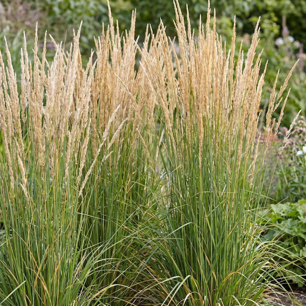 Reitgras 'Karl Foerster' – Calamagrostis 'Karl Foerster' – 6 Pflanzen – Topf Ø11cm – Ansicht 5