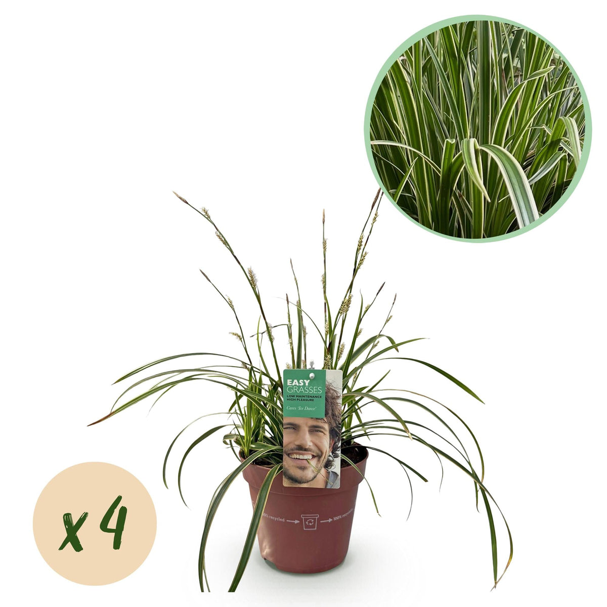 Weißrandige Segge Carex morrowii Ice Dance – Ø17cm – Immergrün, winterhart & pflegeleicht – Weiß – Ansicht 11