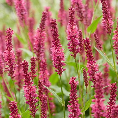 Knöterich – Persicaria amplexicaulis – Topf Ø11cm – Bienenfreundliche Staude für Garten & Balkon – Ansicht 5
