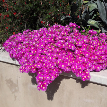 Delosperma Mix – 4 winterharte Bodendeckerpflanzen – Farben Rot, Gelb, Lila & Rosa – Ansicht 11