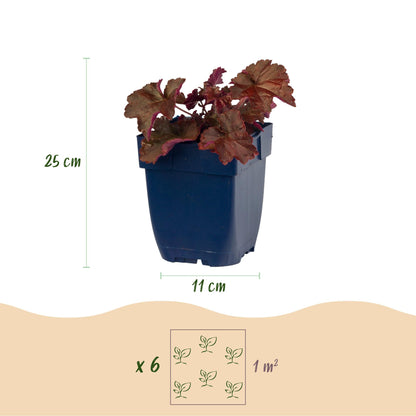 Purpurglöckchen 'Palace Purple' – Heuchera micrantha 'Palace Purple' – 6 Pflanzen – Topf Ø11cm – Ansicht 3