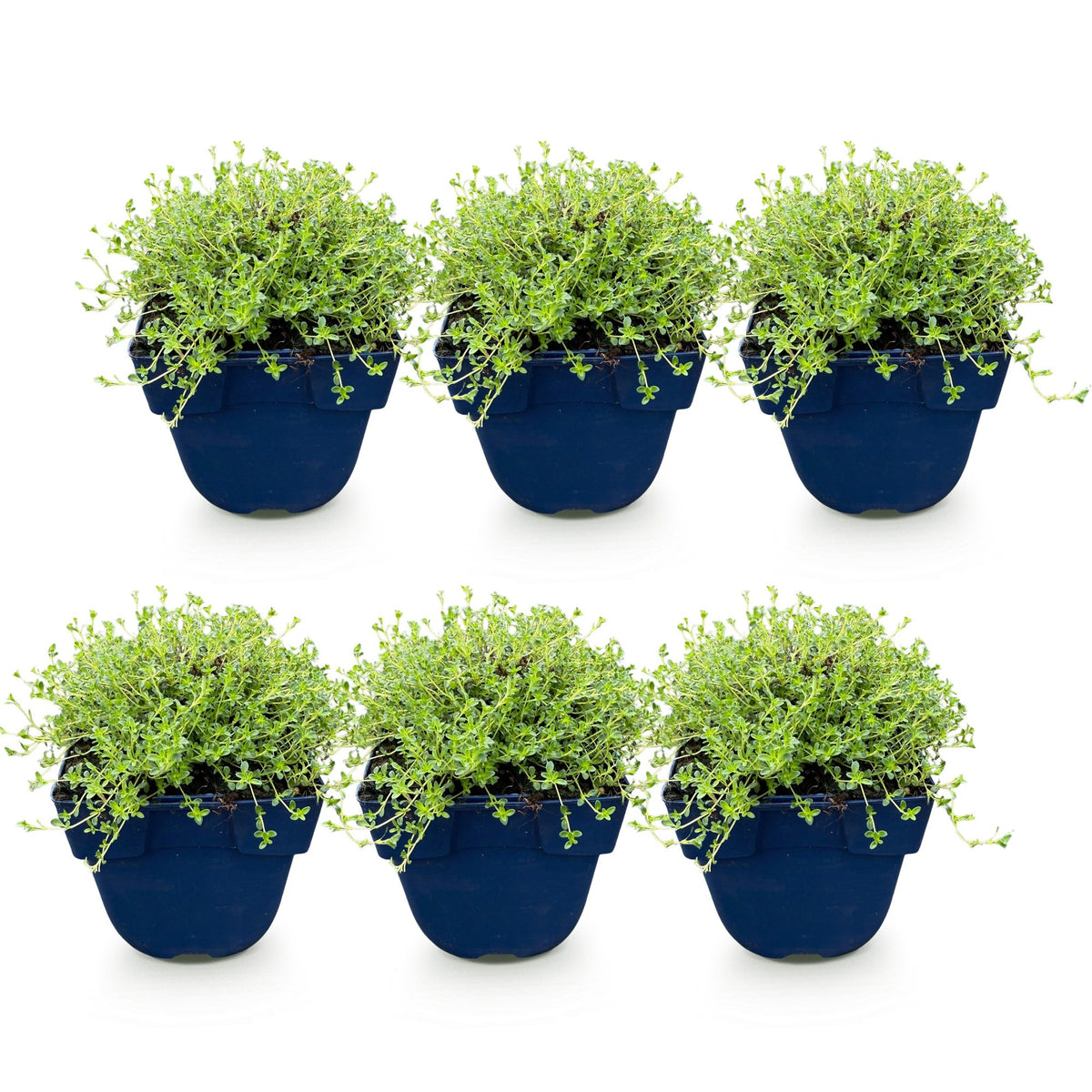 Kriech-Thymian 'Albiflorus' – Thymus praecox 'Albiflorus' – 6 Pflanzen – Topf Ø11cm – Ansicht 2