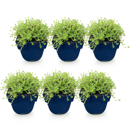 Kriech-Thymian 'Albiflorus' – Thymus praecox 'Albiflorus' – 6 Pflanzen – Topf Ø11cm – Ansicht 2