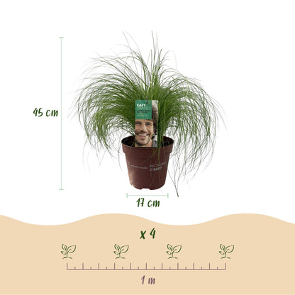 Zartes Federgras Stipa tenuifolia Pony Tails – Ø17cm – Immergrün, pflegeleicht & trockenheitsresistent – Ansicht 13