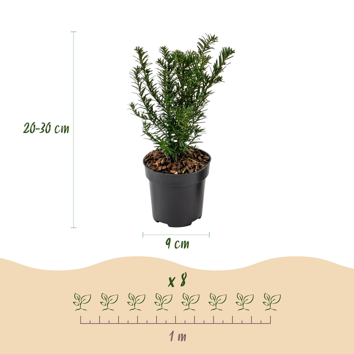 Europäische Eibe – Taxus baccata – 8 Heckenpflanzen – Topf Ø9cm – Höhe 20-30cm – Winterhart & immergrün – Ansicht 4