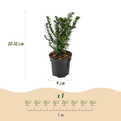 Europäische Eibe – Taxus baccata – 8 Heckenpflanzen – Topf Ø9cm – Höhe 20-30cm – Winterhart & immergrün – Ansicht 4