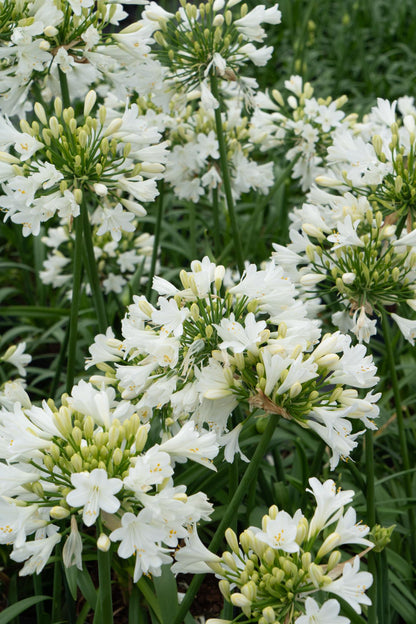Schmucklilie - Agapanthus 'Ever White' - Ø19cm - ↕30cm 