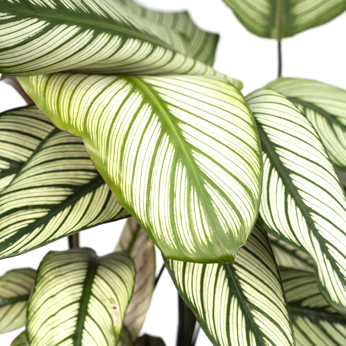 Calathea Whitestar – Ø19cm x H50cm – Tropische Zimmerpflanze mit lebendigem Blattspiel – Luftreinigend & pflegeleicht – Im Pflanztopf – Ideal für halbschattige Standorte 