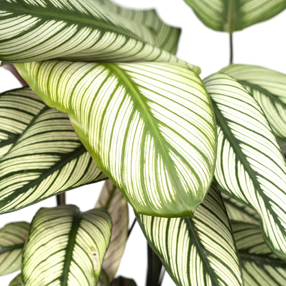 Calathea Whitestar – Ø19cm x H50cm – Tropische Zimmerpflanze mit lebendigem Blattspiel – Luftreinigend & pflegeleicht – Im Pflanztopf – Ideal für halbschattige Standorte 
