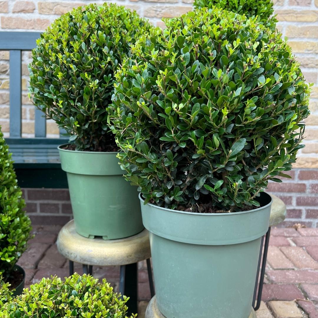 Ilex crenata 'Jenny' – Stechpalme Kugeln – Ø25cm – 2 Pflanzen – Buchsbaum-Alternative – Pflegeleichte & Winterharte Gartenpflanzen 
