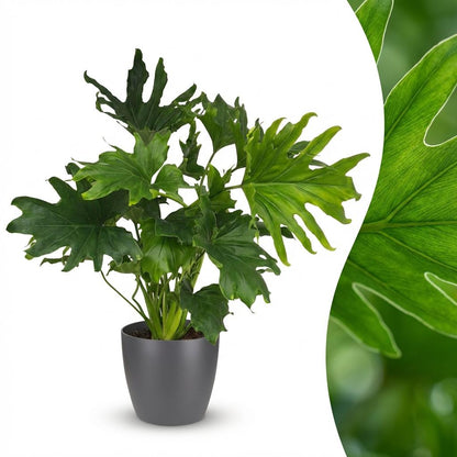 Green boutiQ - Zimmerpflanze - Philodendron - Philodendron Lickety Split - Grün - Pflegeleicht - 1 Pflanze - mit Topf Grau - Topf 19cm - Höhe 70cm 