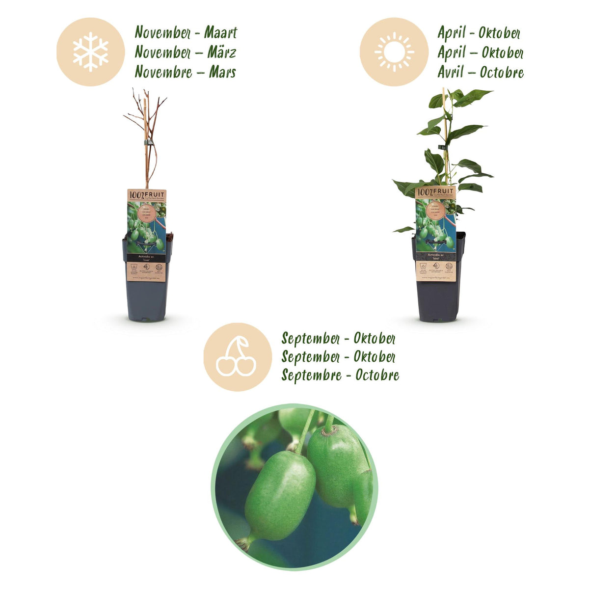 Green boutiQ - Fruit plant - Actinidia arguta Issai - Kiwi plant - Self-pollinating - Green Fruit - 2 Plants - Pot 15cm - Height 50cm 