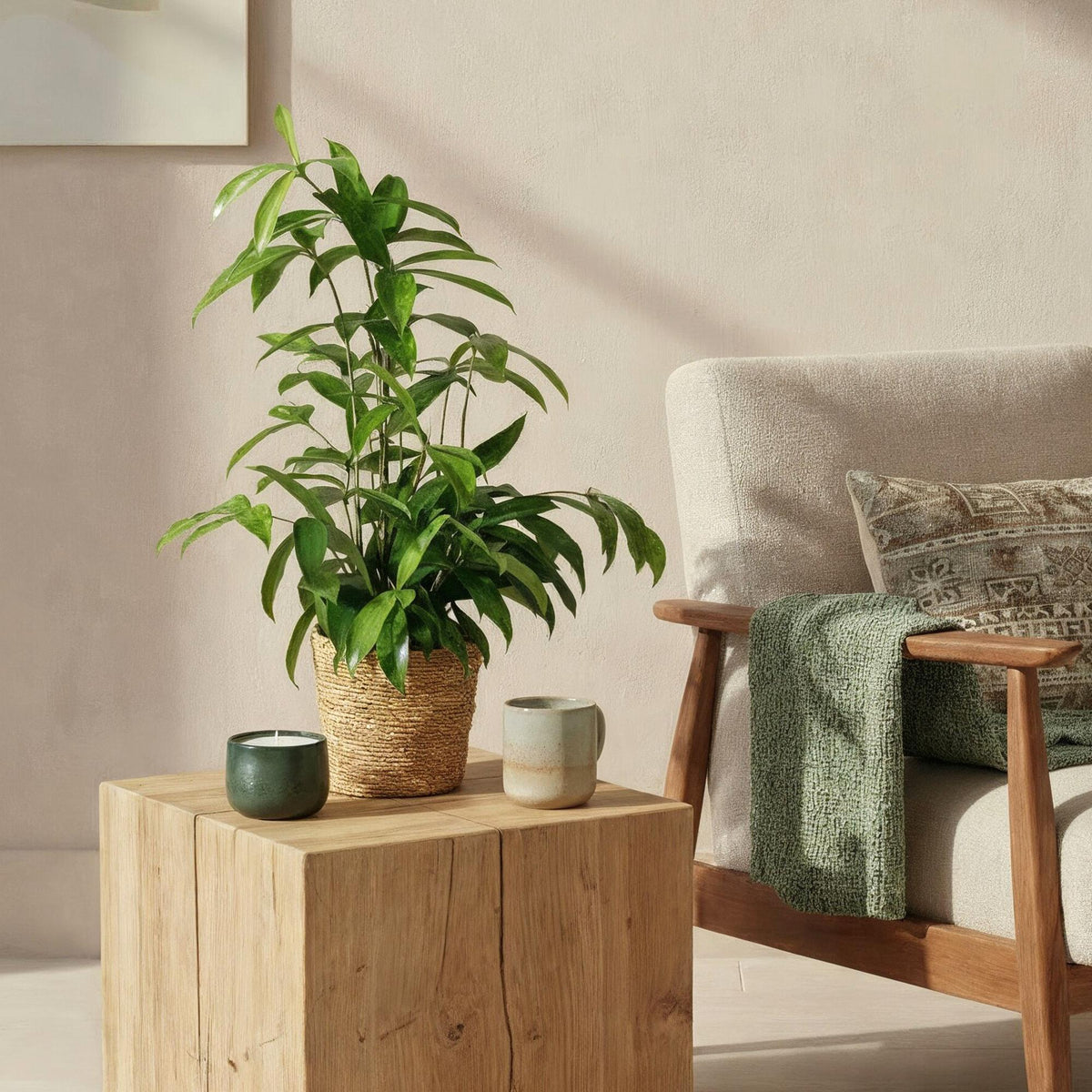 Green boutiQ - Zimmerpflanzen - Dracaena surculosa - Drachenblutbaum - Wenig Pflege - Grün - 1 Pflanze - Topf 17cm - Höhe 60-70cm 