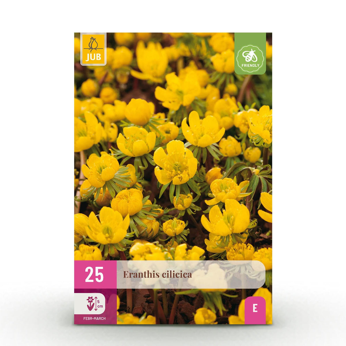 GreenboutiQ - Blumenzwiebeln - Eranthis Cilicica - Farbe Gelb - 25 Stück - Zwiebelgröße 4/5 - XXL Pack 