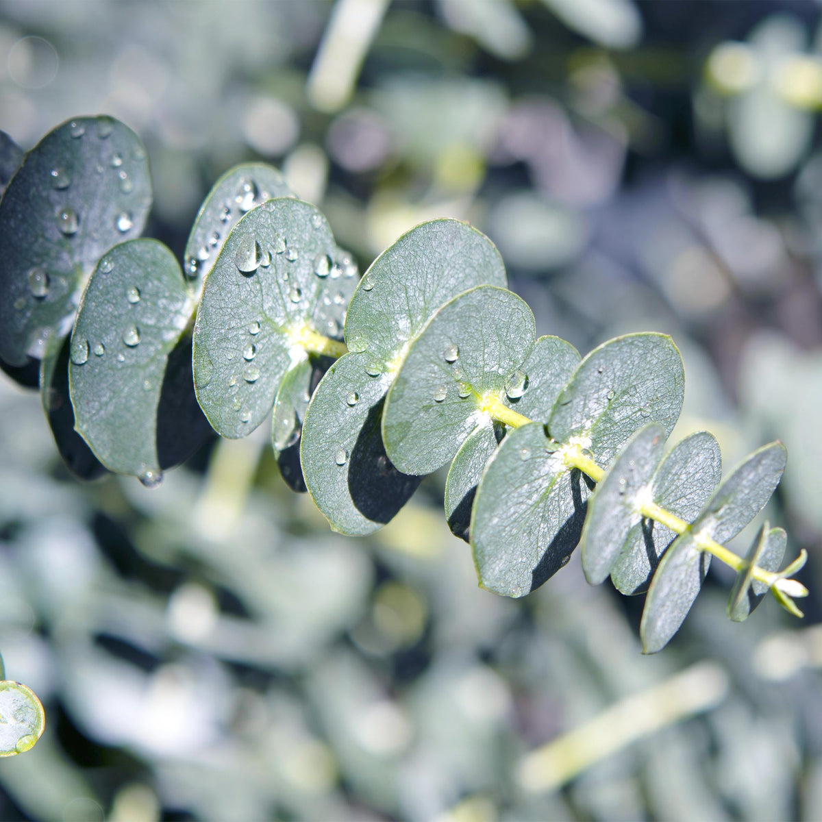 Eukalyptusbaum Eucalyptus gunnii – 2 Pflanzen – Winterhart – Topf Ø14 cm, Höhe ca. 30 cm – Duftende Terrassenpflanze – Blaugrüne Blätter – Für Garten, Balkon & Terrasse 