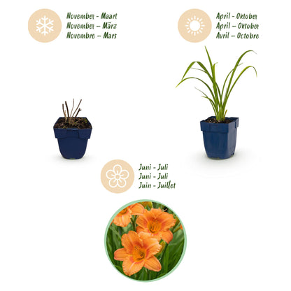 Taglilie 'Mauna Loa' – Hemerocallis 'Mauna Loa' – Topf Ø11cm – Bienenfreundliche Staude für Garten & Balkon – Ansicht 4