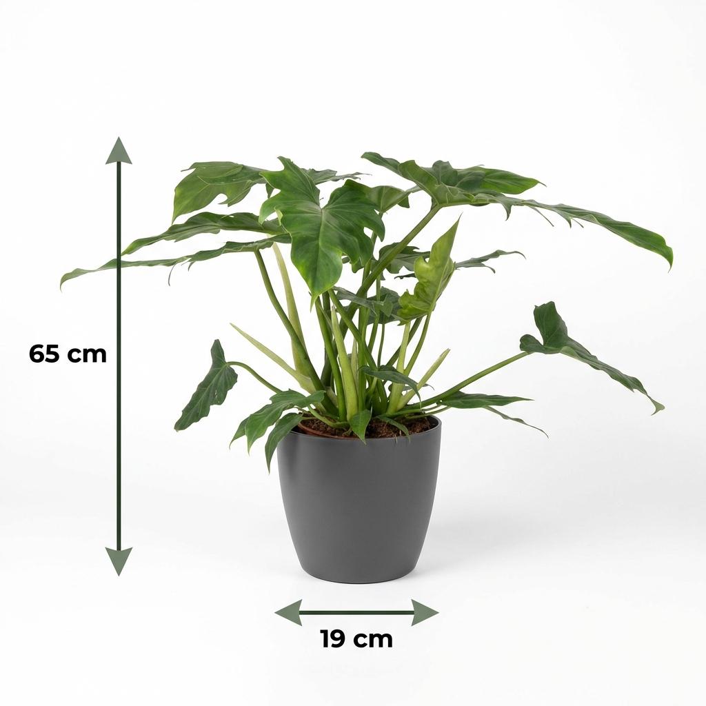 Green boutiQ - Zimmerpflanze - Philodendron Lacerum - Grün - Pflegeleicht - 1 Pflanze - Inklusive grauem Topf - Topf Ø 19cm - Höhe 65cm 