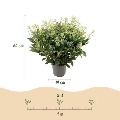 GreenboutiQ - Terrassenpflanze - Skimmia japonica Finchy - Blüte Weiß - 40+ Blüten - 1 Pflanze - Winterhart - Topf 19cm Höhe 60cm 