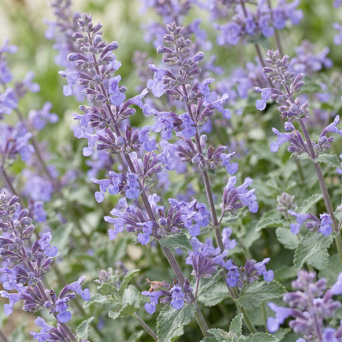 Katzenminze 'Walker' – Nepeta faassenii 'Walker's Low' – Topf Ø11cm – Ansicht 5