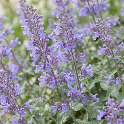 Katzenminze 'Walker' – Nepeta faassenii 'Walker's Low' – Topf Ø11cm – Ansicht 5
